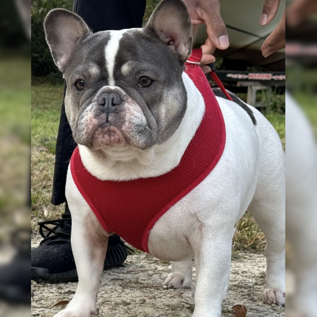 Untitled design (95)